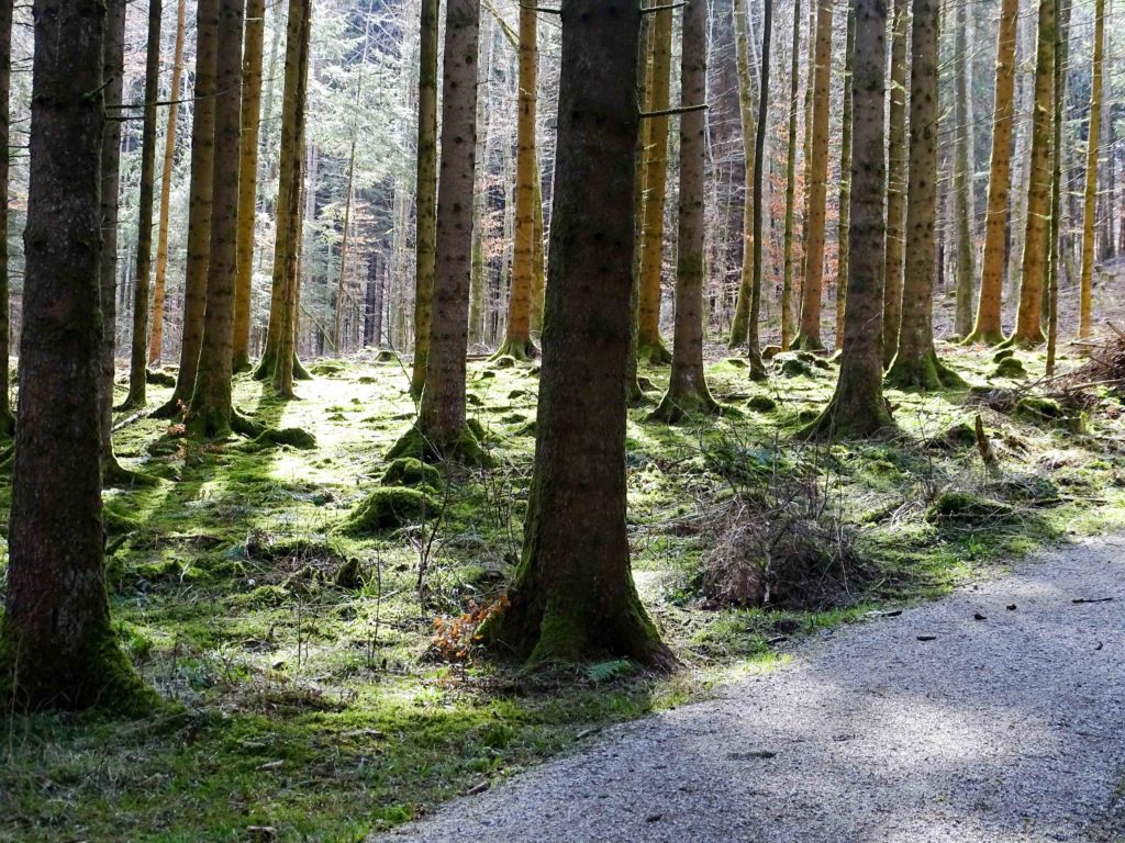 Mehr zum Schwerpuntk Baum. – Bild: Walter Winkler