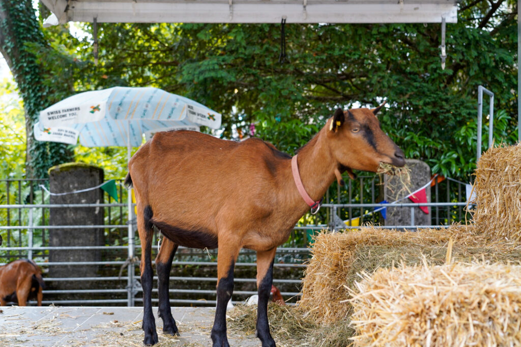Wo du «Mäh» hörst …