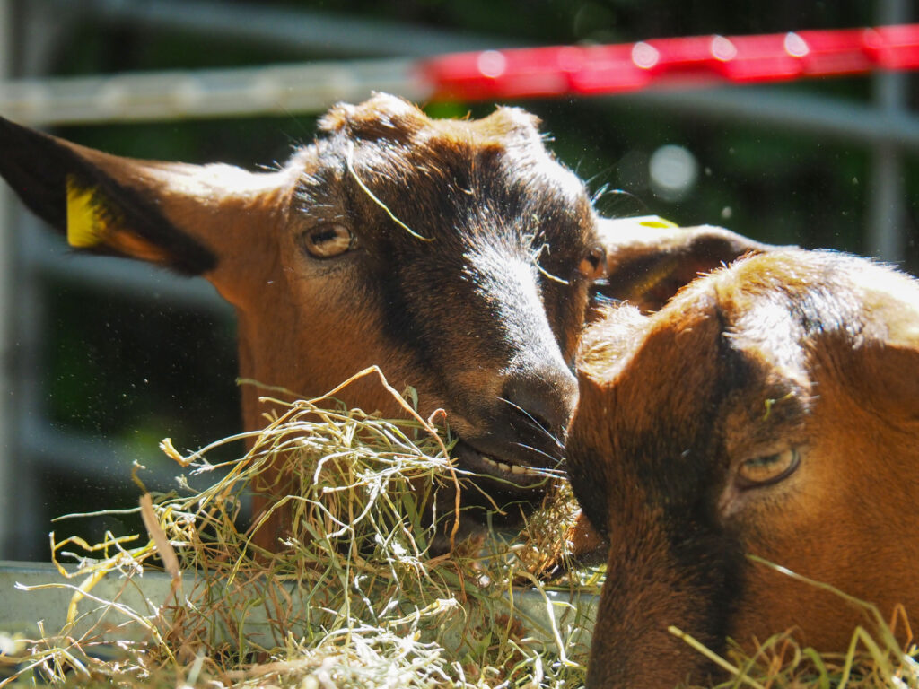 Die Hatti-Ziegen, einfach ein Highlight