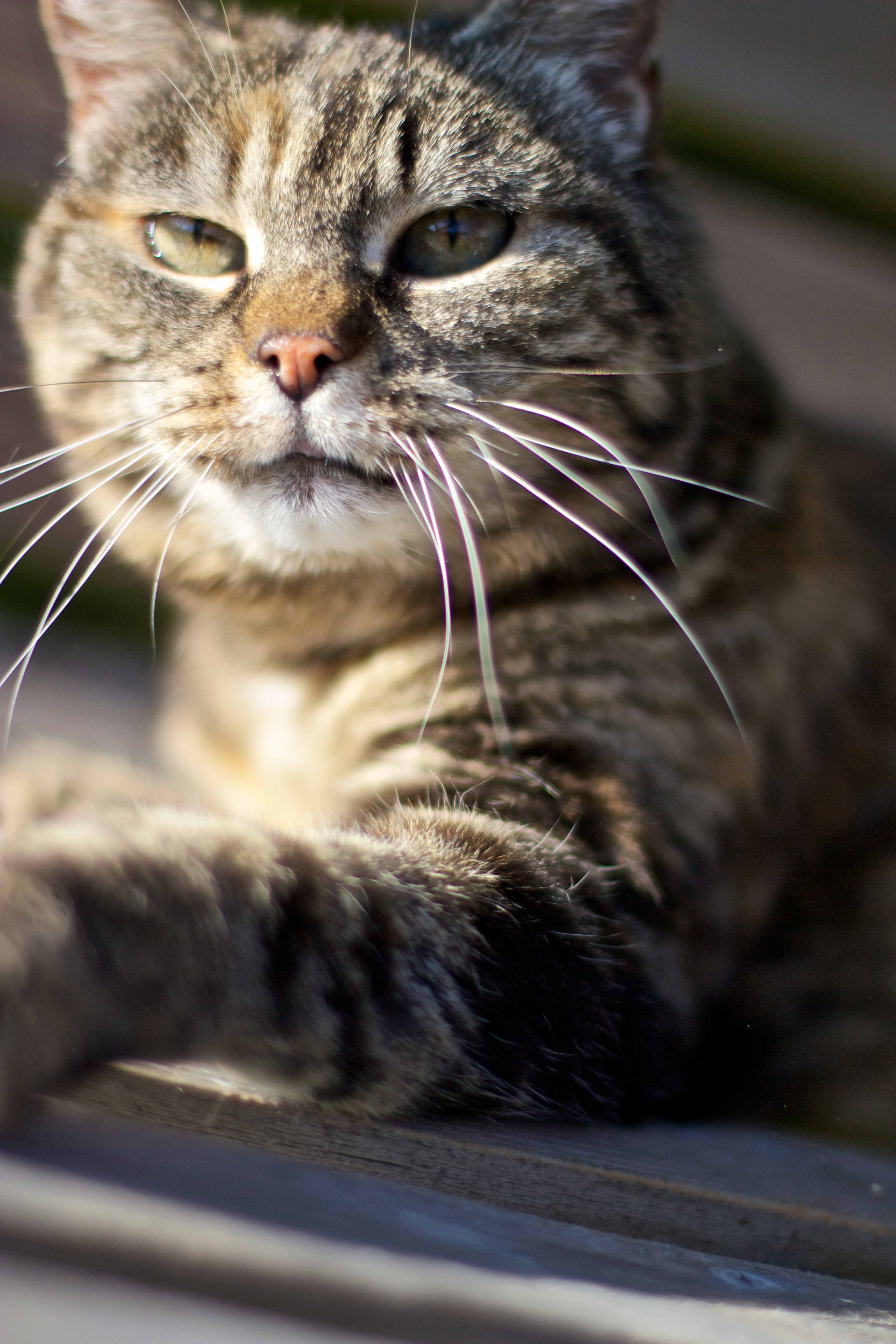 Ich wünschte, ich wäre eine Katze