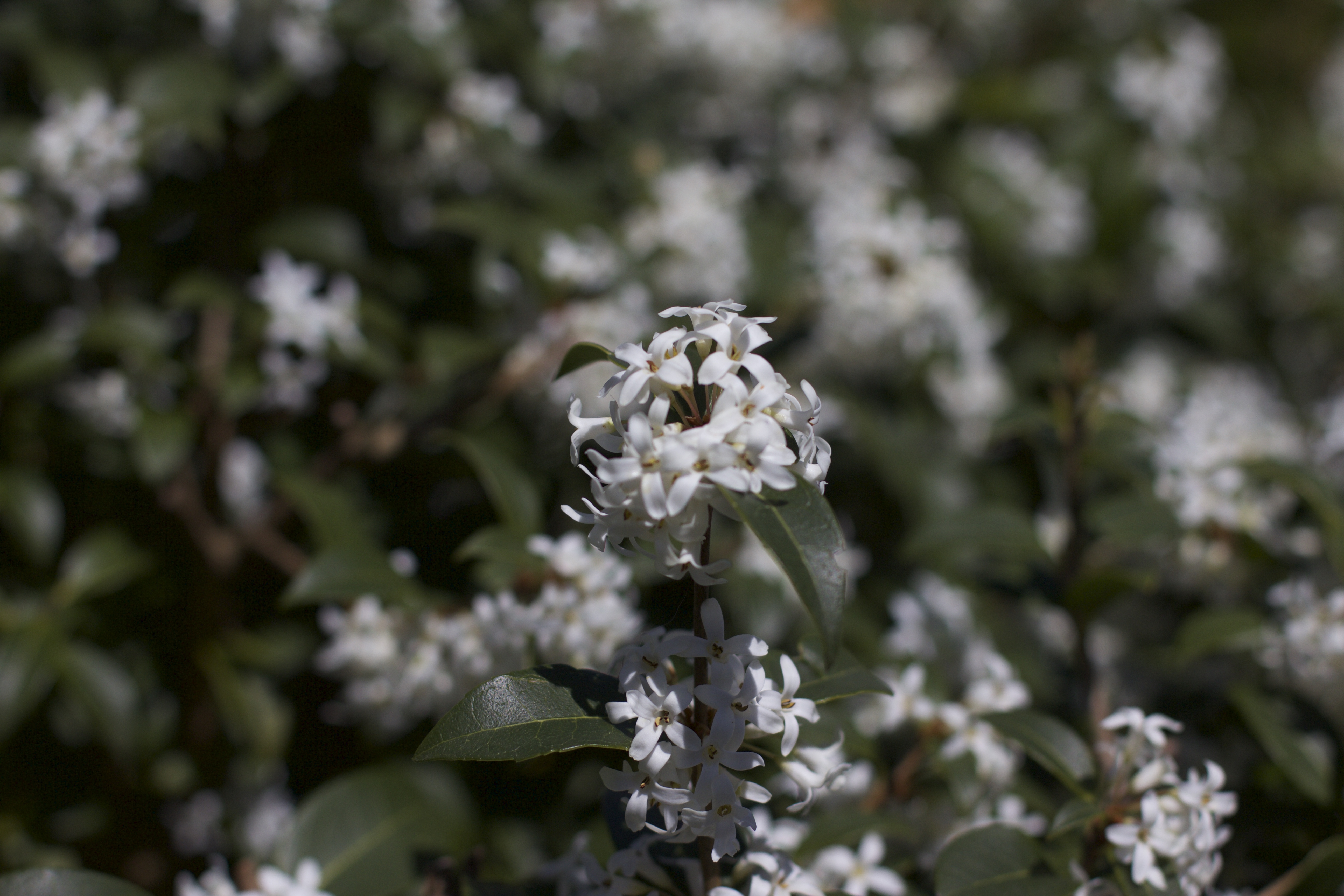 Wenn der Frühling kommt