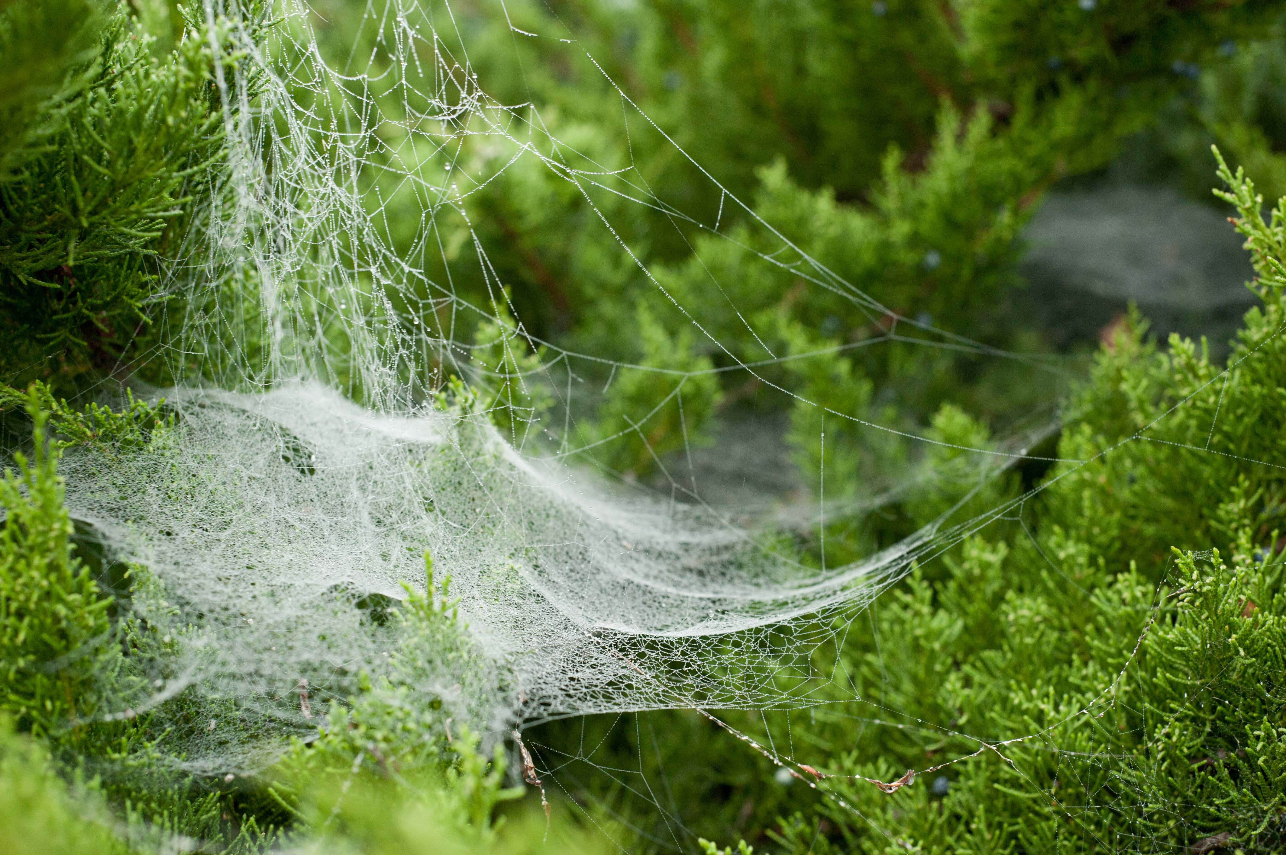 Weisheit Nömber sörtiin