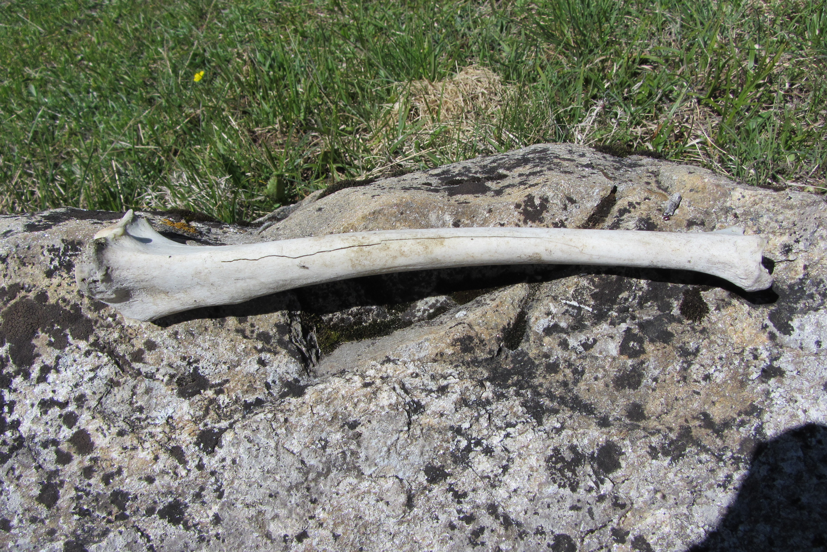 Ein sauber abgenagter Nacktwanderer?