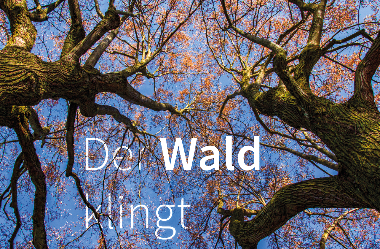 Der Wald klingt