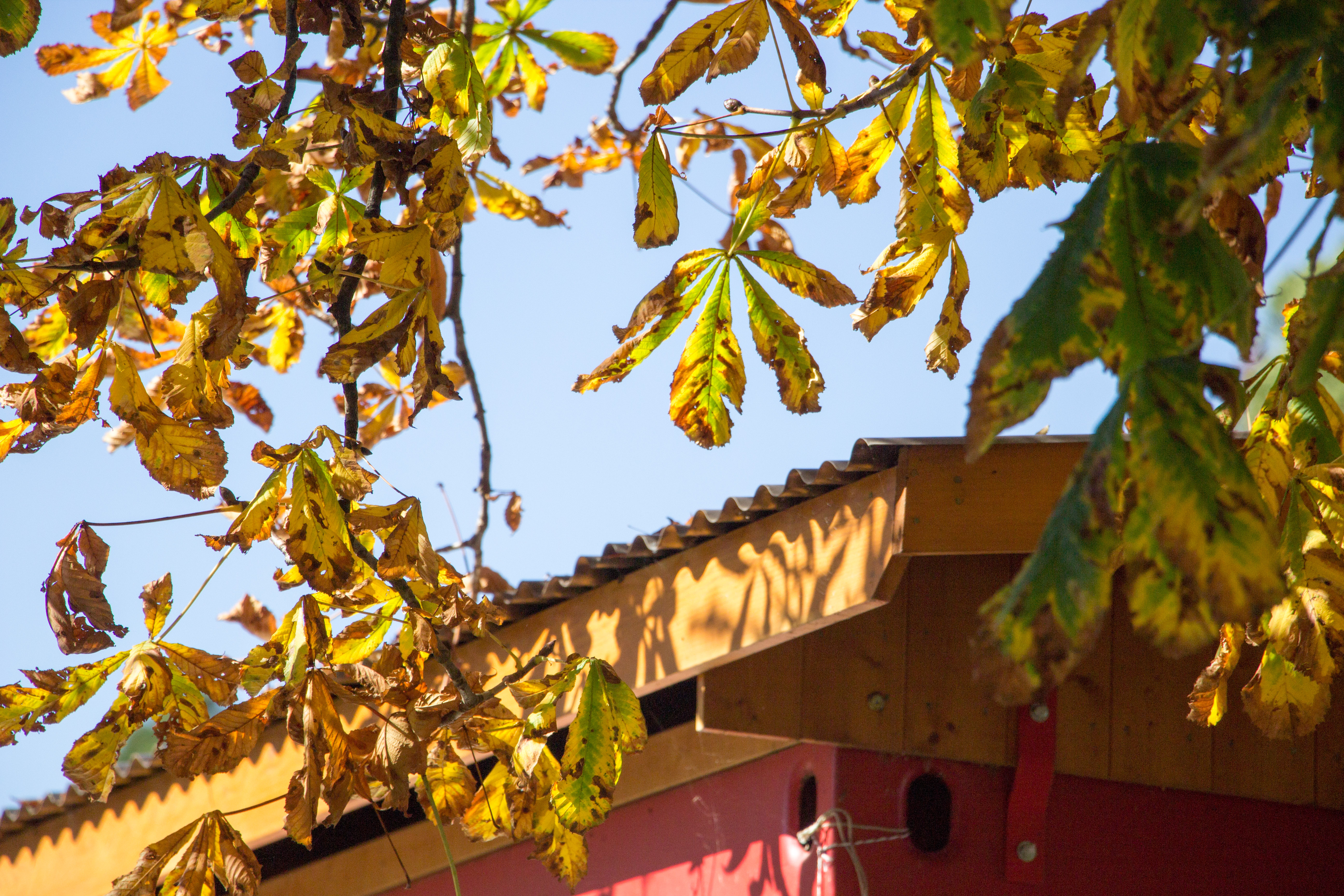 Einen Moment innehalten und geniessen – Bilder eines wunderbaren Herbstes