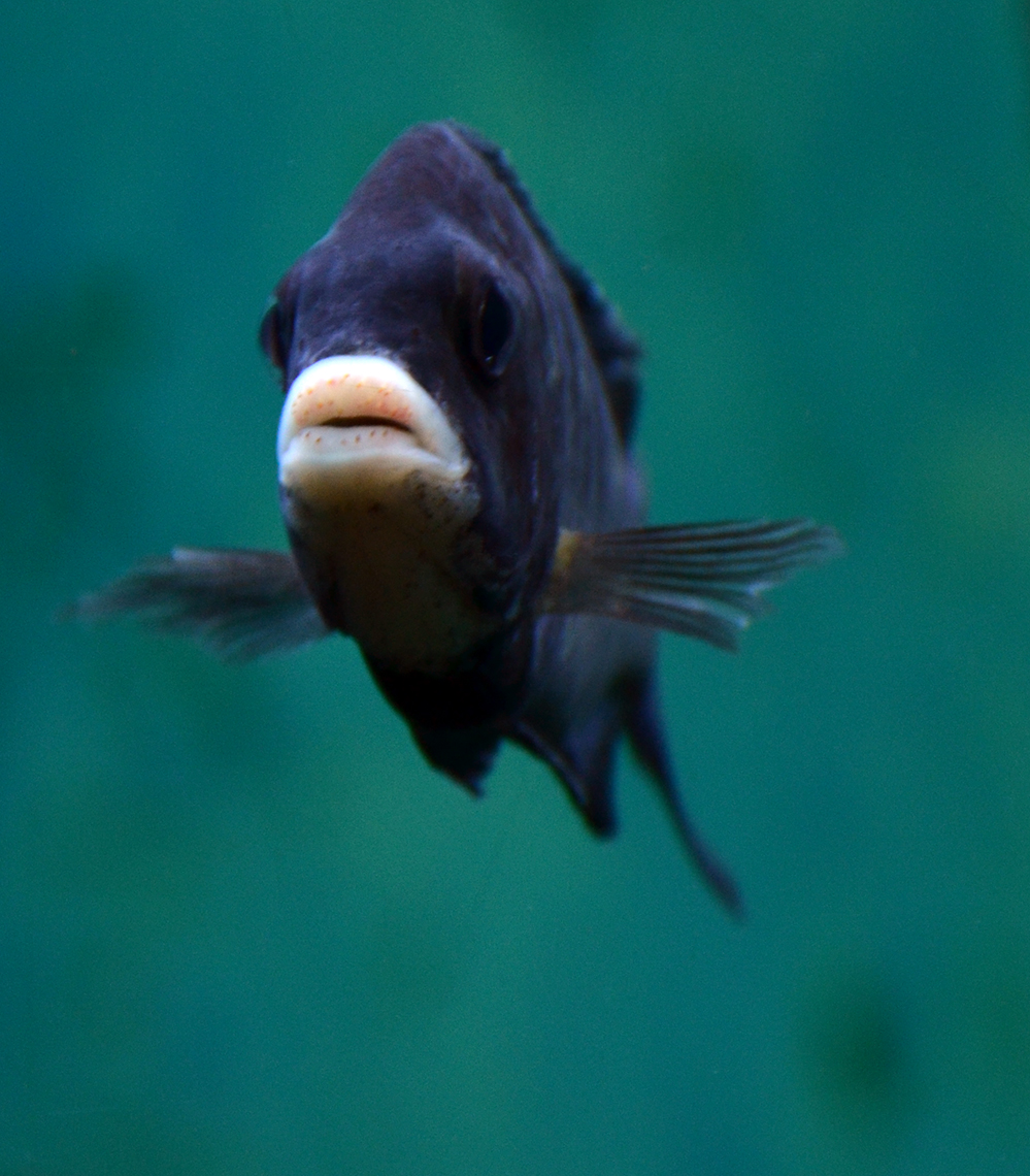 Die Bestie am Lippenrand