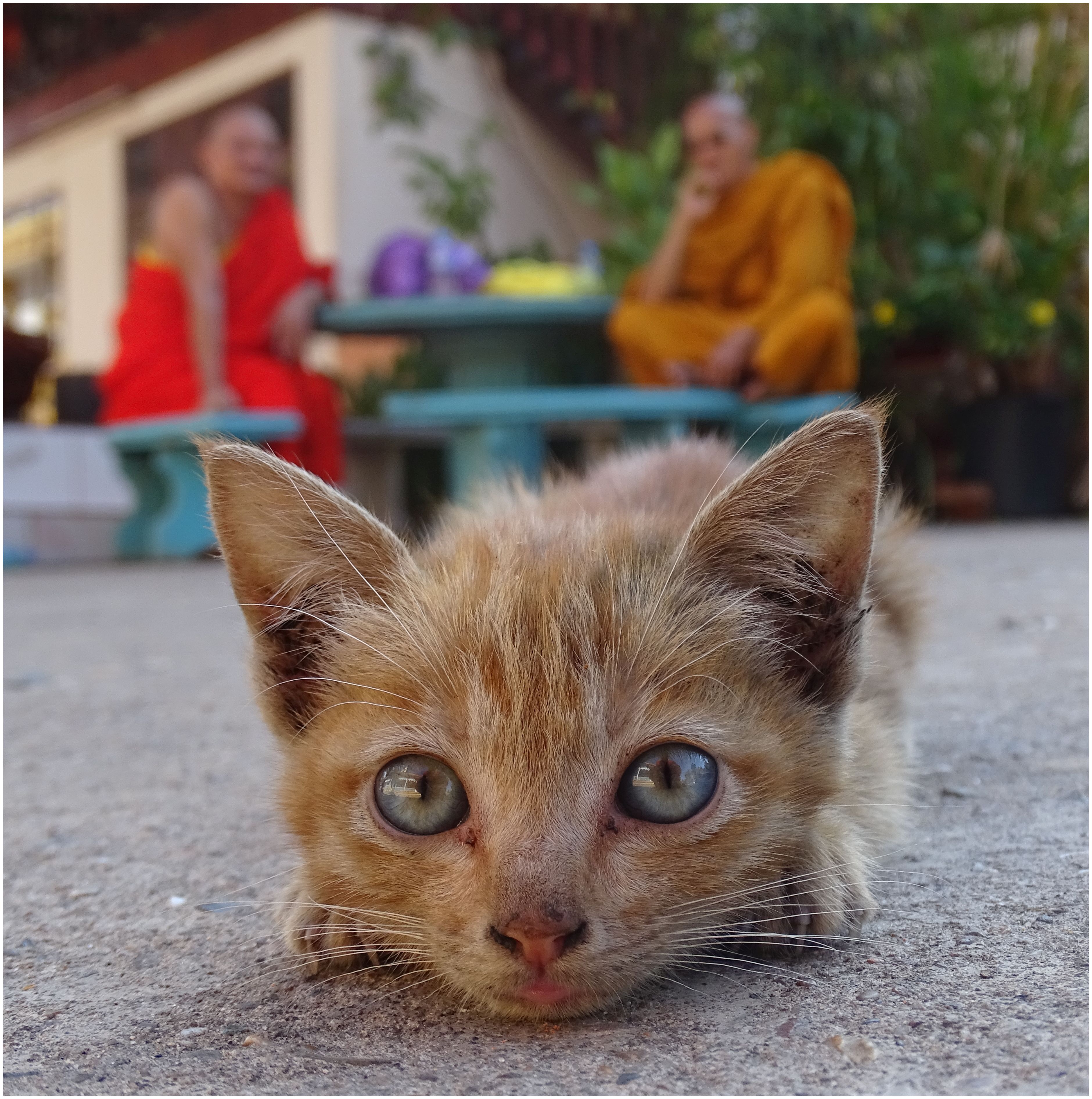 Wem gehört die Katze?