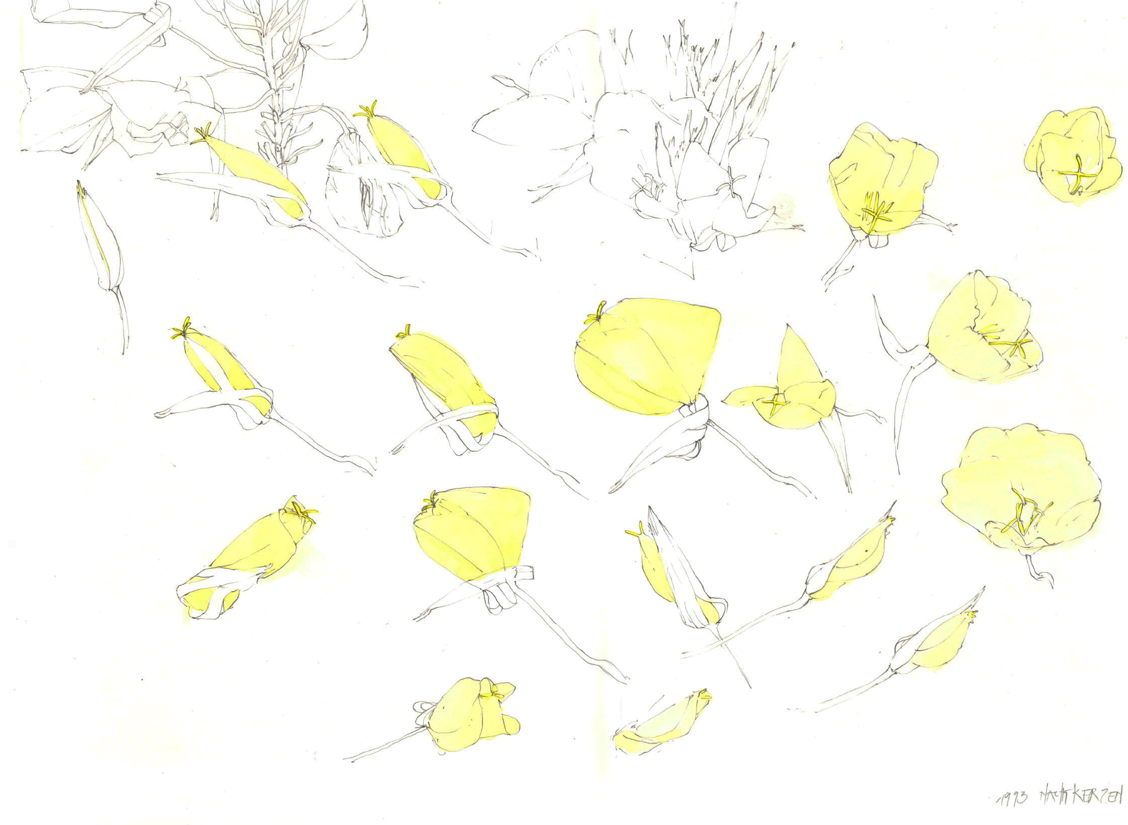 Können Pflanzen schnell sein? Ja!