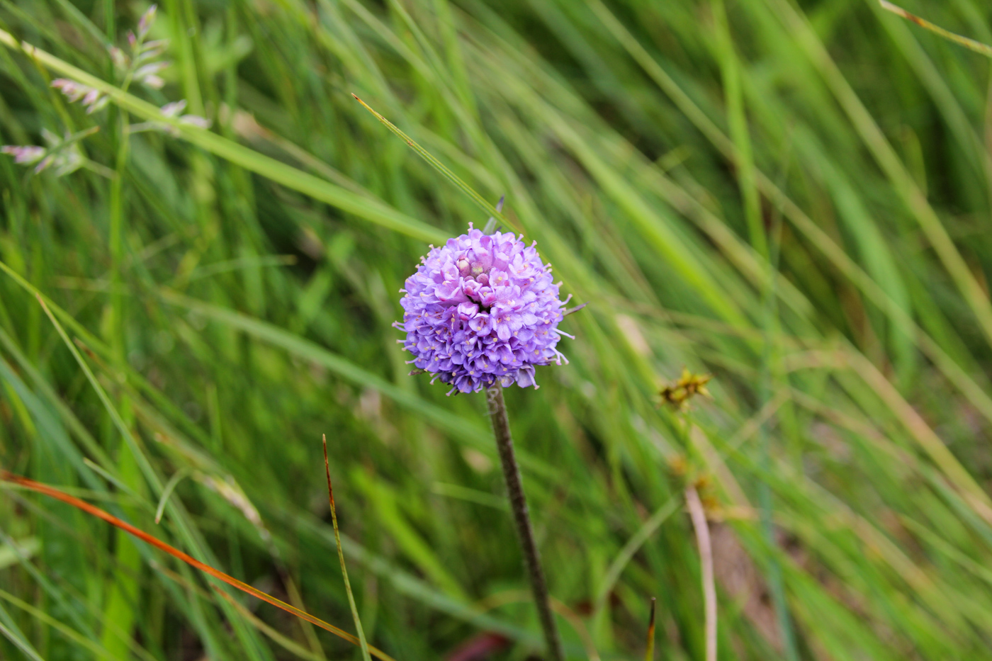 Teufelsabbiss und Satanspilz