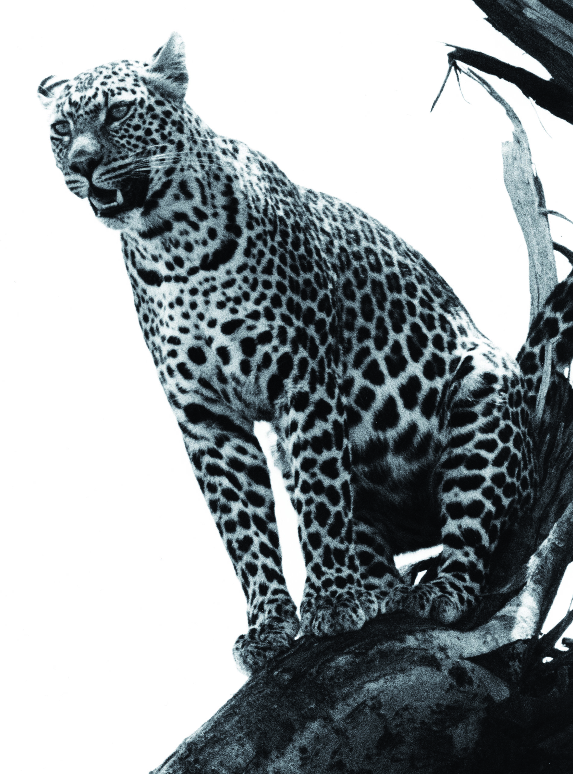 Wenn aus Wasser und Klängen Bilder entstehen