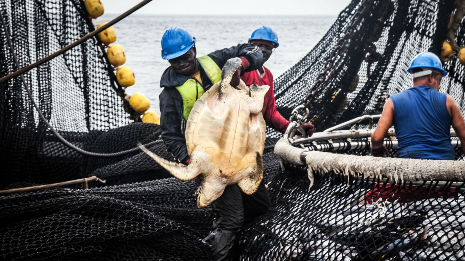 Sind unsere Meere schon bald leer?