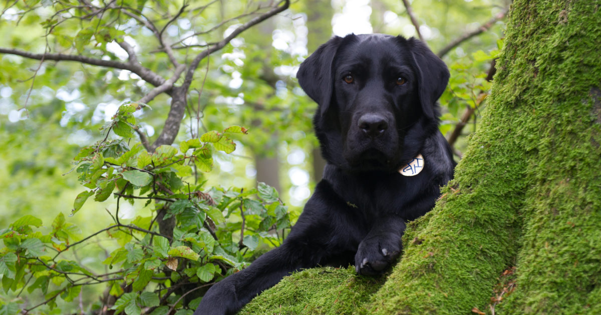 Blindenhundeschule Liestal