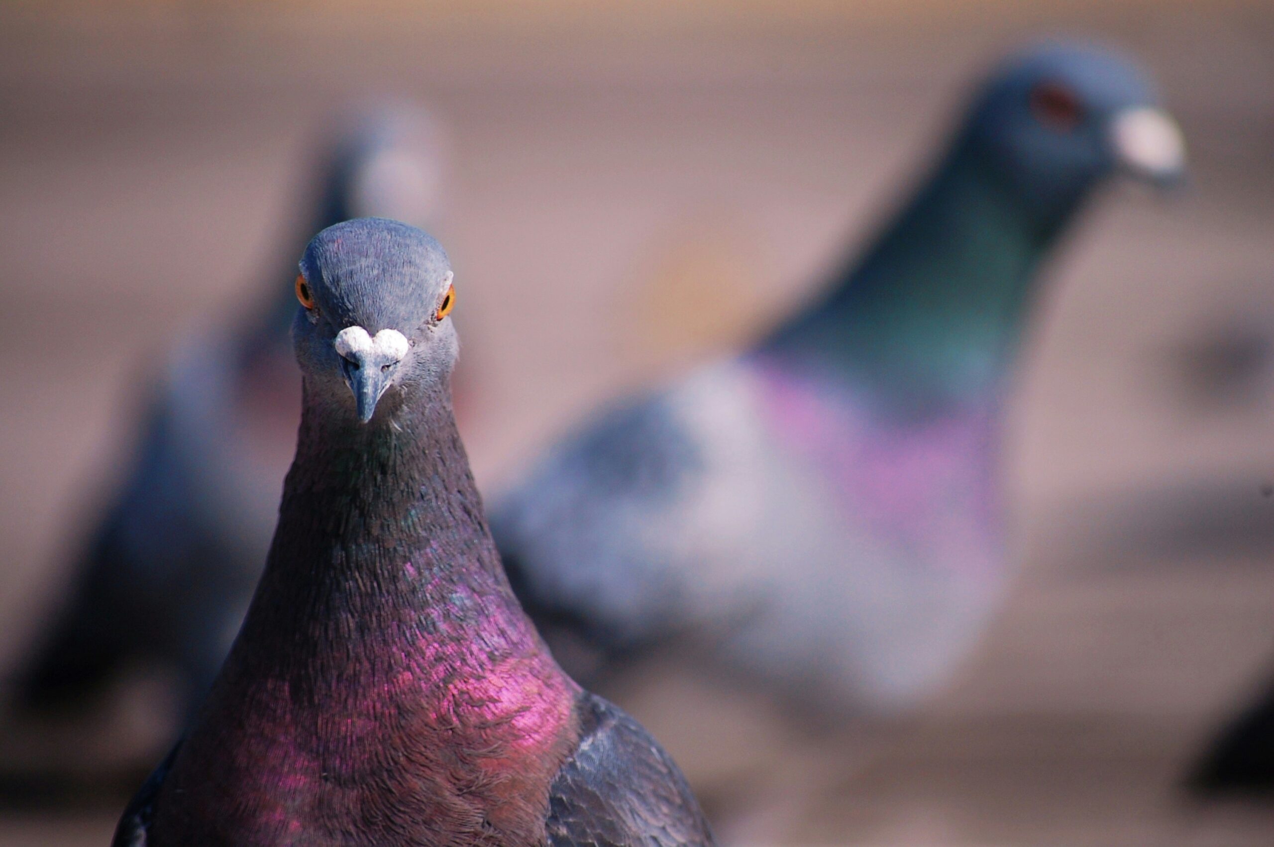 Die Stadttaube – Plädoyer für ein verkanntes Genie