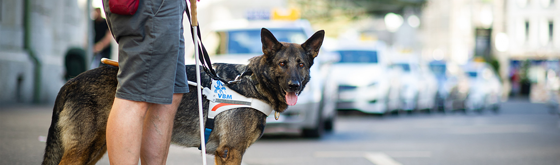 Vorführung – Die Blindenhundeschule Liestal stellt sich vor
