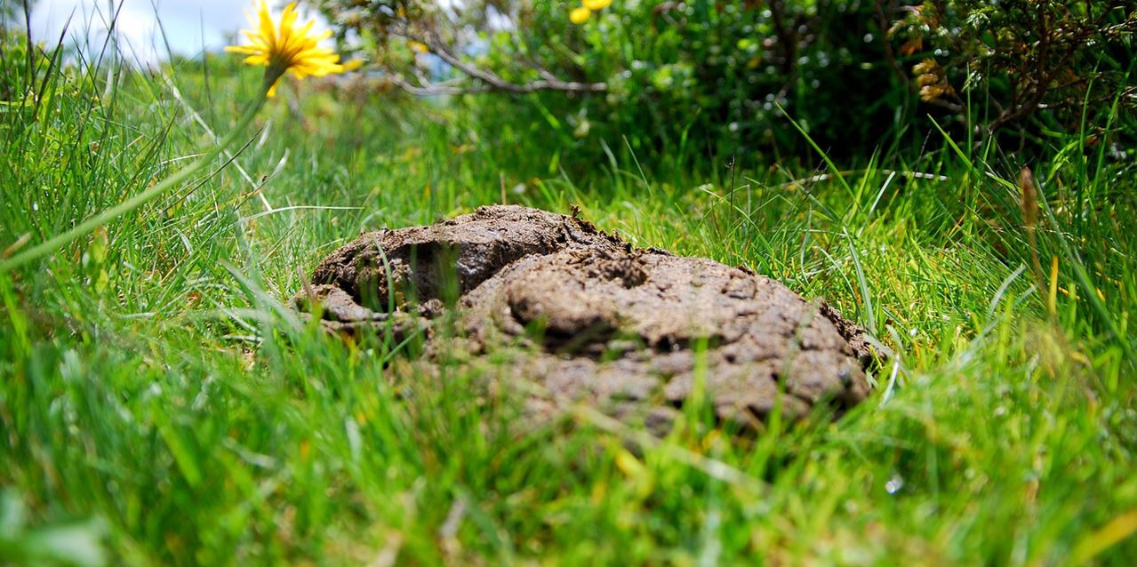 Euphorie. Ernüchterung. Vergessen.