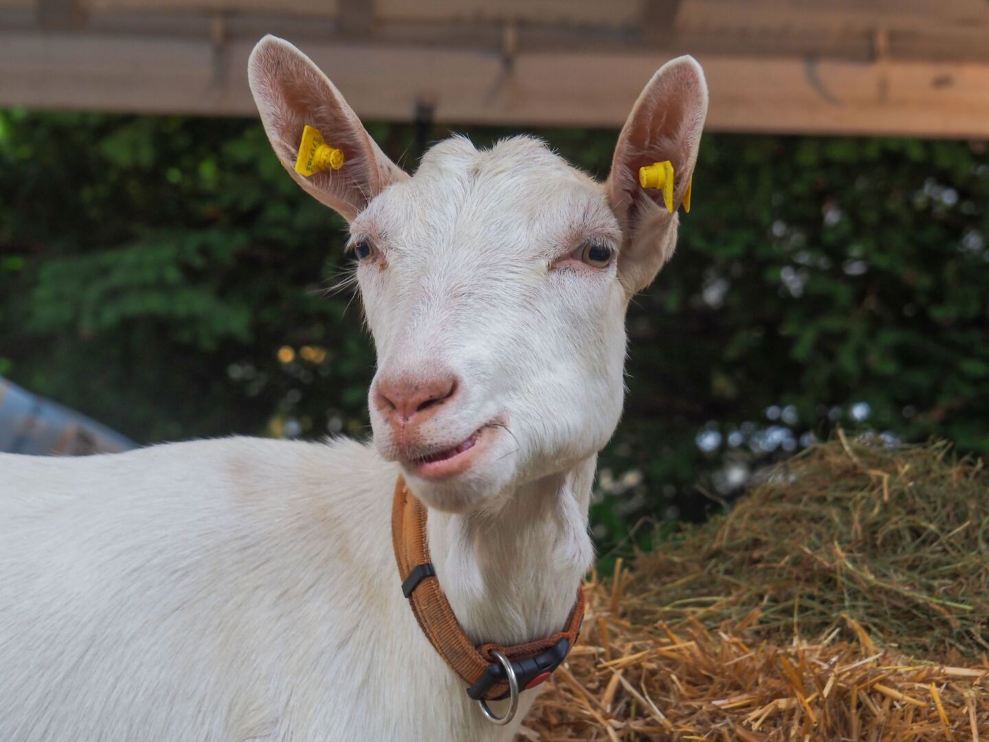 Bauernhoftiere auf Schnuppertour