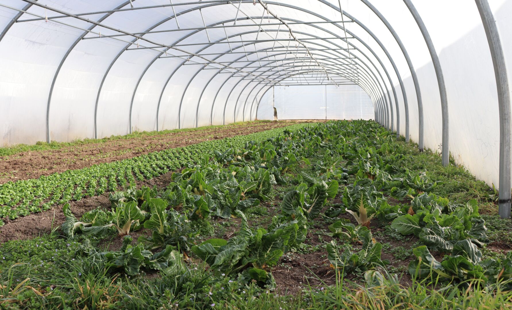 Herzensprojekt: Gemüse anbauen